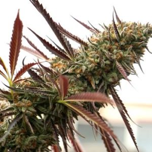 Humboldt Seed Organization – Ghost of NYC (Feminized) - Image 2