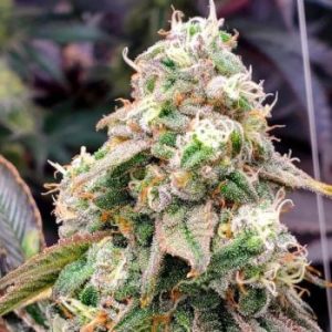 Humboldt Seed Organization – Gushers  (Feminized) (Early/fast) - Image 2