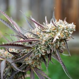 Humboldt Seed Organization – Ice Cream Cake  (Feminized) (Early/fast) - Image 2