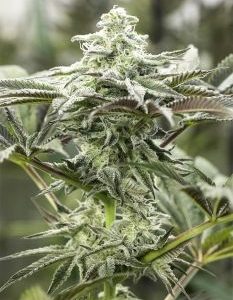 Humboldt Seed Organization – Lemon Citron (Feminized) - Image 2