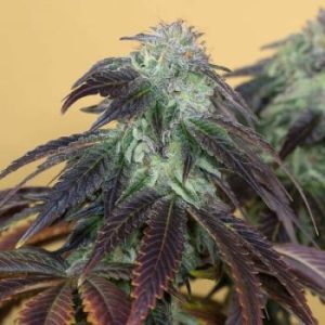 Humboldt Seed Organization – OG Kush (Feminized) - Image 2