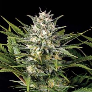 Humboldt Seed Organization – Pineapple Skunk (Feminized) - Image 2