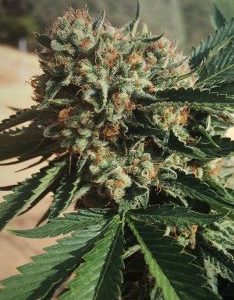 Humboldt Seed Organization – Sapphire OG (Feminized) - Image 2