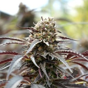 Humboldt Seed Organization – White Runtz  (Feminized) (Early/fast) - Image 2