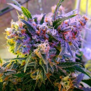 Nirvana Seeds – Aurora Indica (Feminized)
