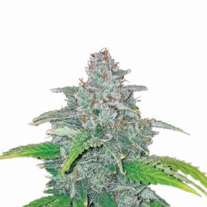 Nirvana Seeds – Blue Dream Auto (Autoflower)