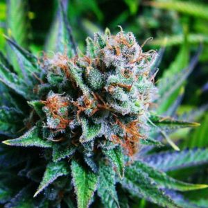 Nirvana Seeds – Blue Dream (Feminized)