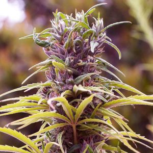 Nirvana Seeds – Durban Poison (Feminized)