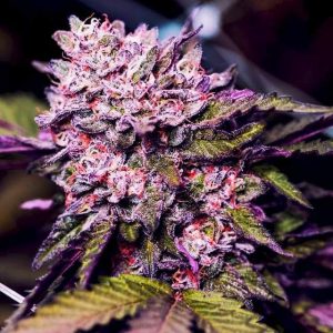 Nirvana Seeds – Gelato (Feminized)
