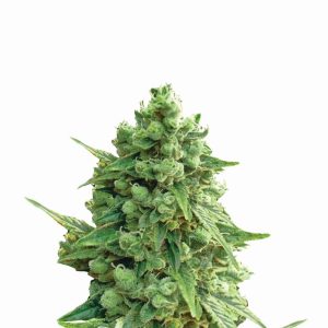 Nirvana Seeds – Hawaii Maui Waui Auto (Autoflower)