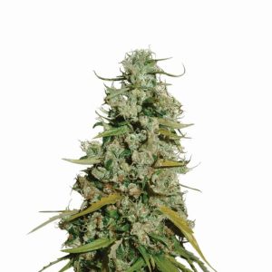 Nirvana Seeds – Hawaii Maui Waui (Feminized)