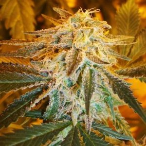 Nirvana Seeds – Northern Light Auto (Autoflower)