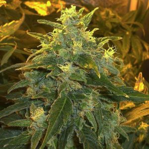Nirvana Seeds – Northern Light (Feminized)