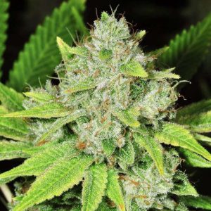 Nirvana Seeds – Original Glue (Feminized)
