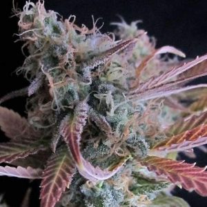 Nirvana Seeds – Raspberry Cough (Feminized)