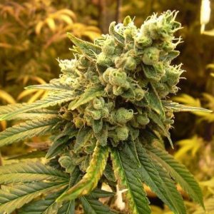 Nirvana Seeds – Sour Diesel (Feminized)