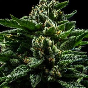 Ripper Seeds – DO-G  – 5 (Feminized)