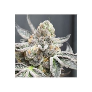 Ripper Seeds – Radical Juice Auto – 5 (Autoflower)
