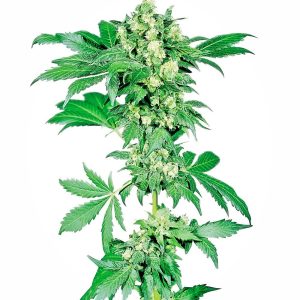 Sensi Seeds – Afghani #1 (Feminized)