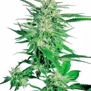 Sensi Seeds – Big Bud (Feminized)