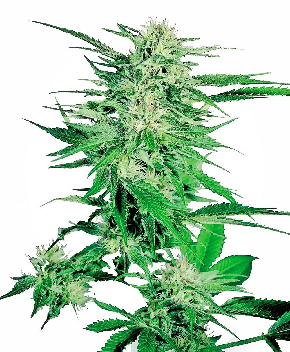 Sensi Seeds – Big Bud (Feminized)