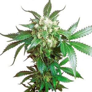 Sensi Seeds – Black Domina (Feminized)