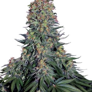 Sensi Seeds – Blue Skunk (Feminized)
