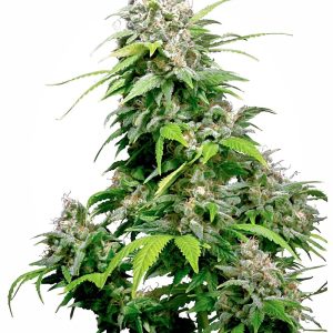 Sensi Seeds – California Indica (Feminized)