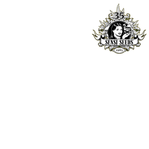 Sensi Seeds – Chocolate Rainbow XXL (Feminized) - Image 2
