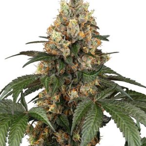 Sensi Seeds – Chocolate Rainbow XXL (Feminized)
