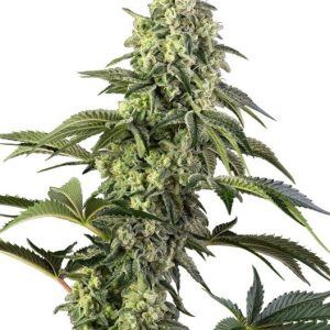 Sensi Seeds – Cosmic Kiss (Feminized)