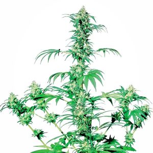 Sensi Seeds – Early Girl (Regular M/F)