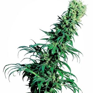Sensi Seeds – Early Pearl (Regular M/F)