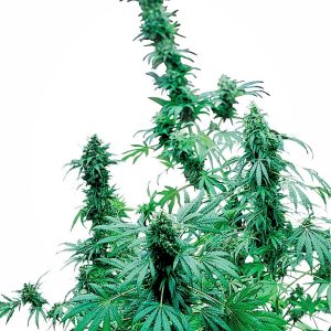 Sensi Seeds – Early Skunk (Feminized)