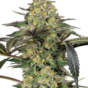 Sensi Seeds – Grapevine Candy (Feminized)