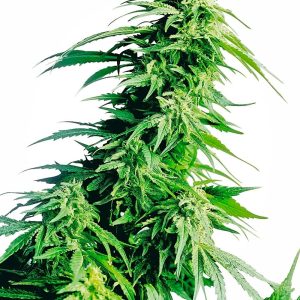 Sensi Seeds – Hindu Kush (Feminized)