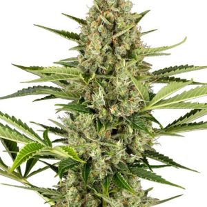 Sensi Seeds – Jack Herer Auto (Autoflower)