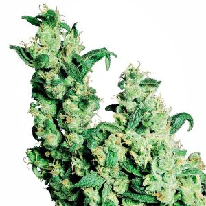 Sensi Seeds – Jack Herer (Feminized)