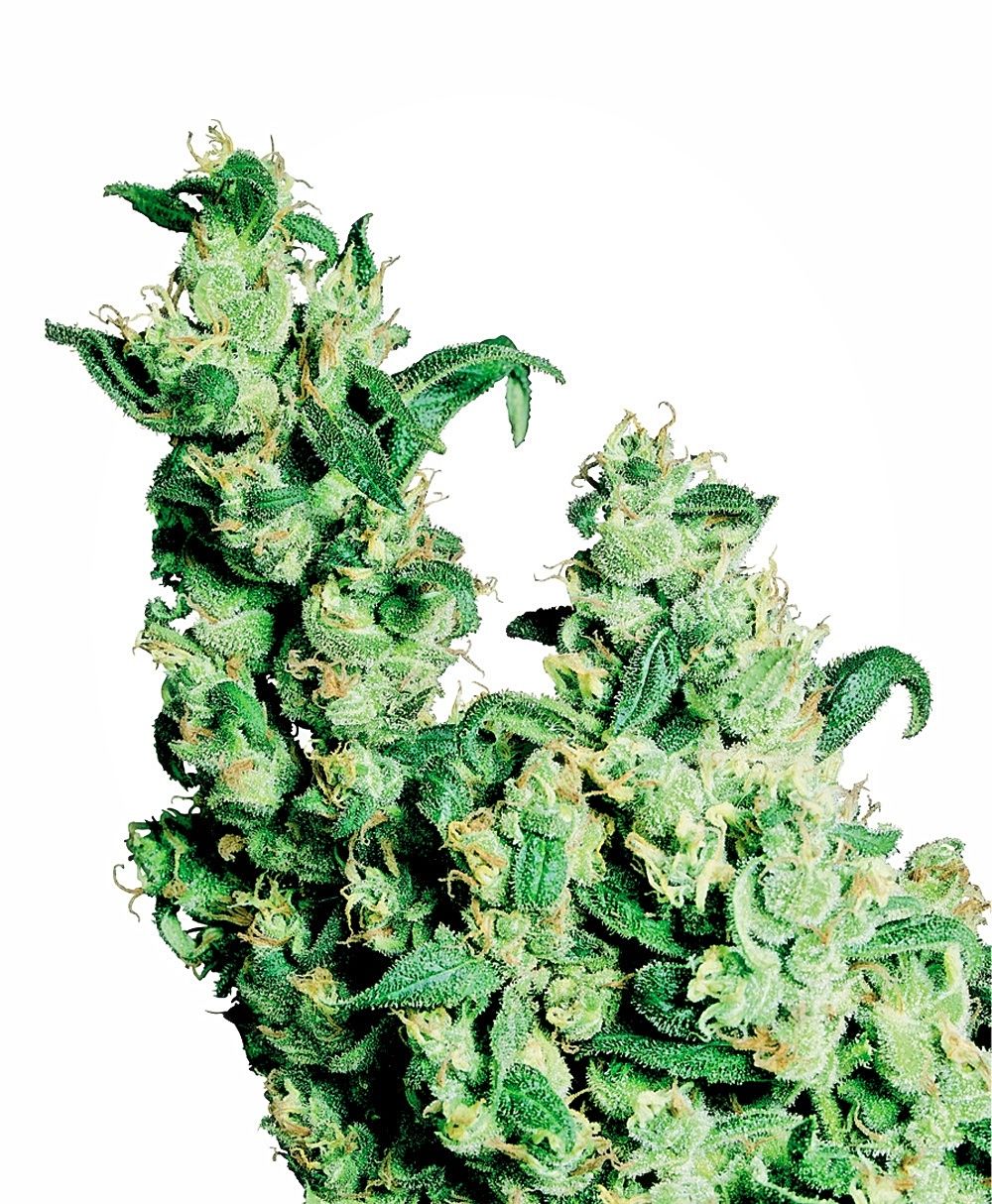 Sensi Seeds – Jack Herer (Feminized)
