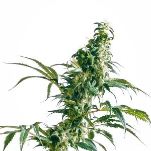 Sensi Seeds – Mexican Sativa (Regular M/F)