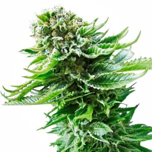 Sensi Seeds – Northern Lights Auto (Autoflower)