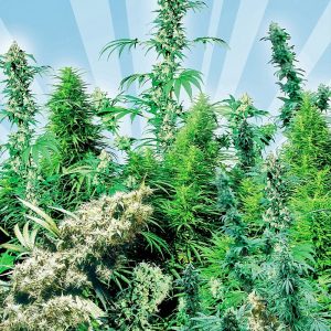 Sensi Seeds – Outdoor Mix (Regular M/F)