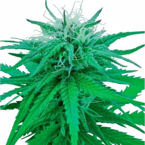 Sensi Seeds – Ruderalis Indica (Regular M/F)
