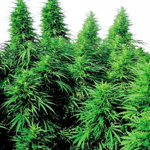 Sensi Seeds – Ruderalis Skunk (Regular M/F)