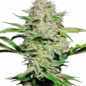 Sensi Seeds – Sensi Skunk Auto (Autoflower)