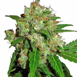 Sensi Seeds – Sensi Skunk (Feminized)