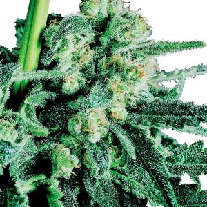 Sensi Seeds – Sensi Skunk (Regular M/F)