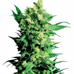 Sensi Seeds – Shiva Shanti II (Regular M/F)