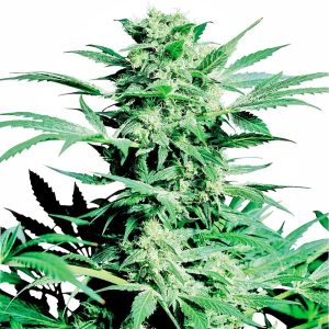 Sensi Seeds – Shiva Skunk (Regular M/F)