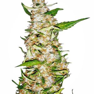 Sensi Seeds – Skunk #1 Auto (Autoflower)
